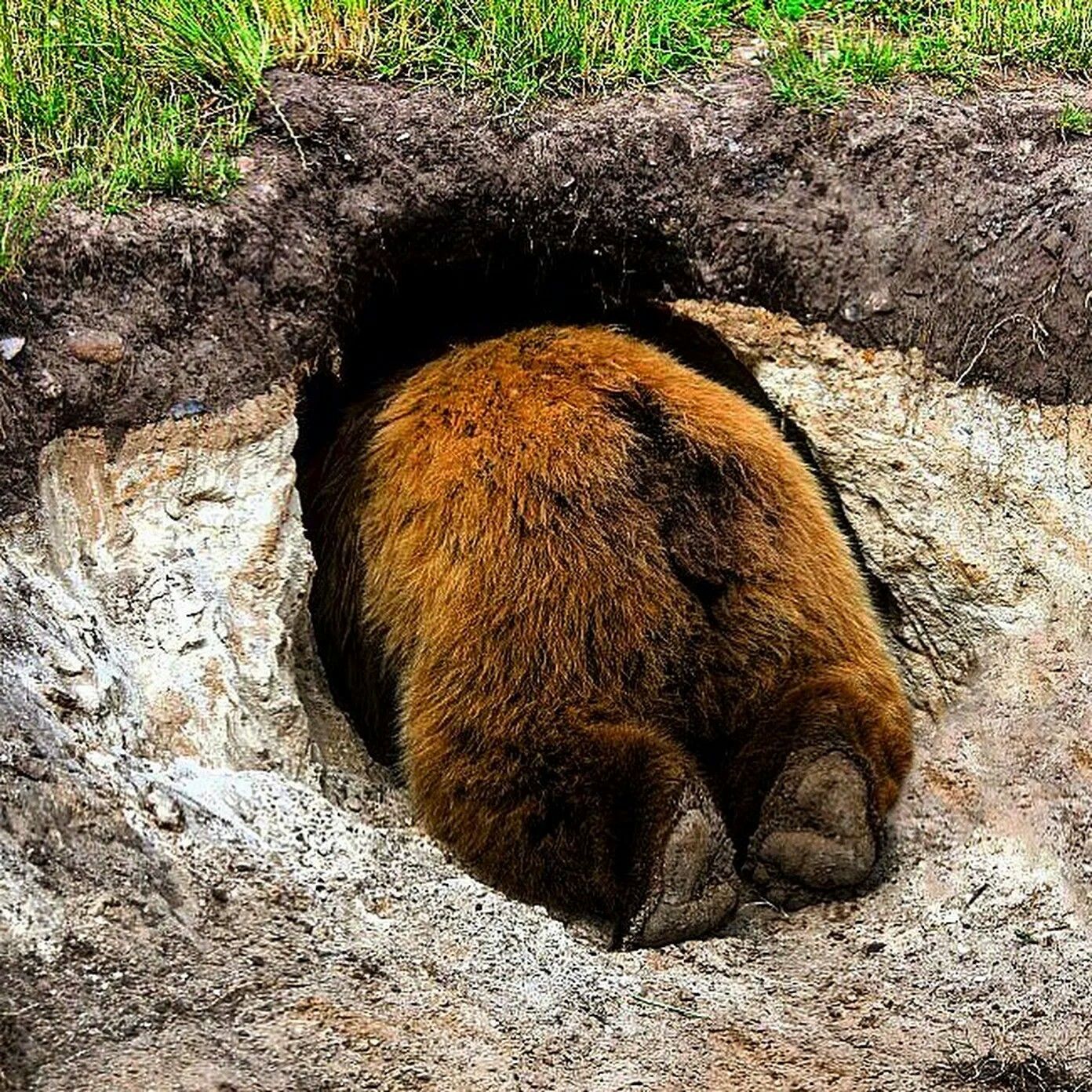 Brown Bear Hibernation: Duration and Heart Rate Insights