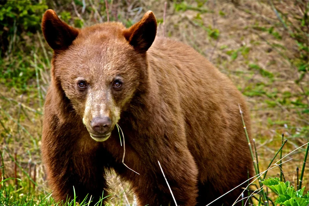 Brown Bear Subspecies: From Grizzly to Gobi, 16 Kinds of ...