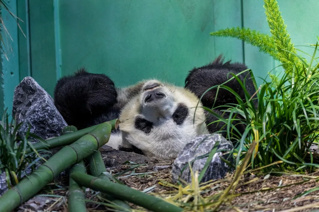 Giant Panda vs Black Bear: How Two Bears Share a Mountain