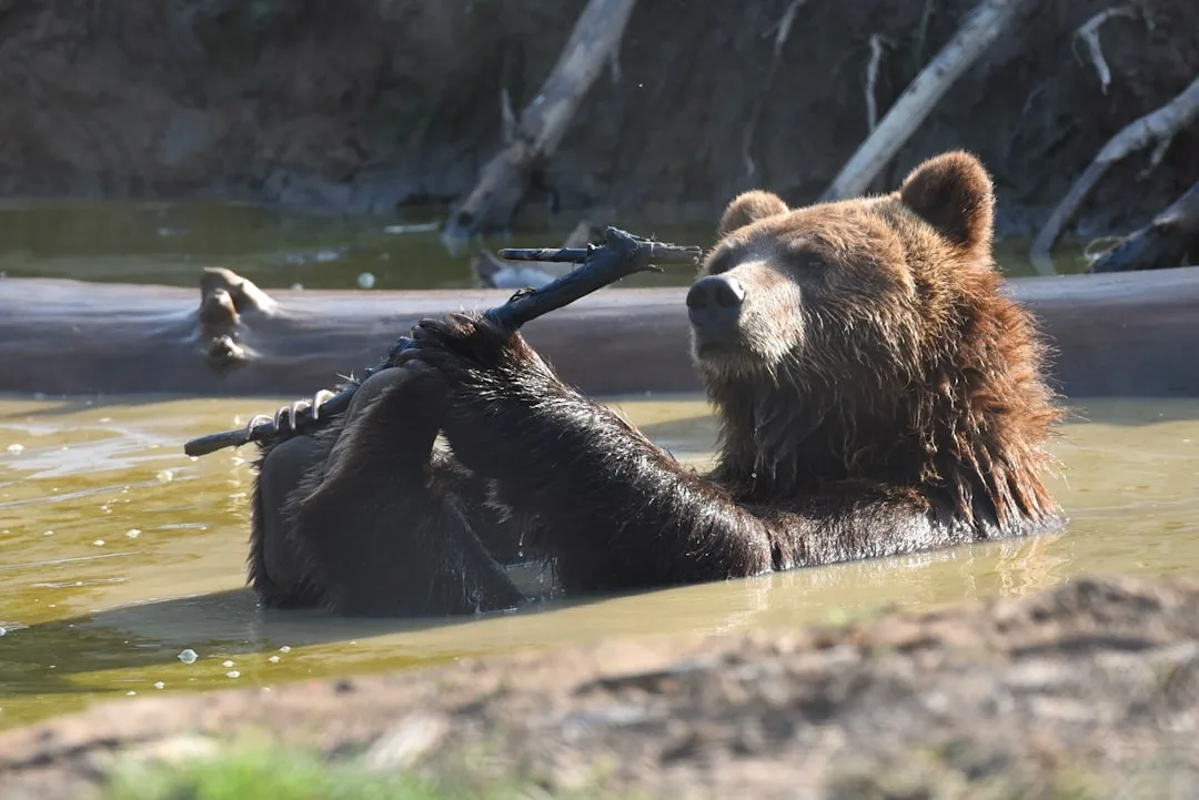 Grizzly Bear Cubs and Family Life: Birth, Growth, and the...