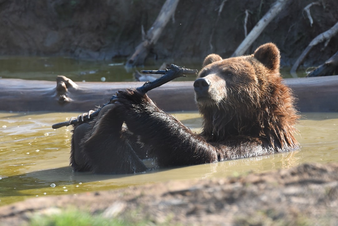 Grizzly Bear vs Kodiak Bear: Same Species, Different Size