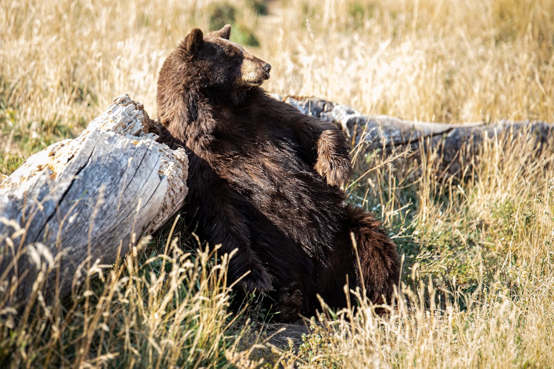 How Big Are Brown Bears? Size, Weight, and the 750 kg Kodiak Record