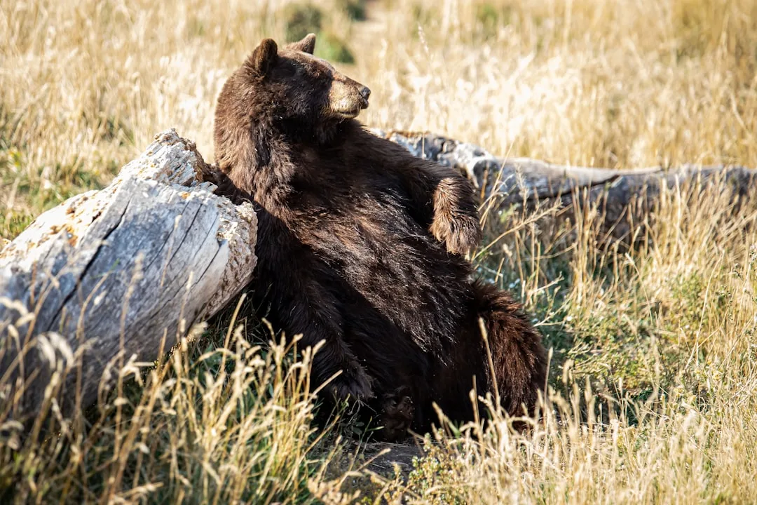 How Big Are Brown Bears? Size, Weight, and the 750 kg Kod...
