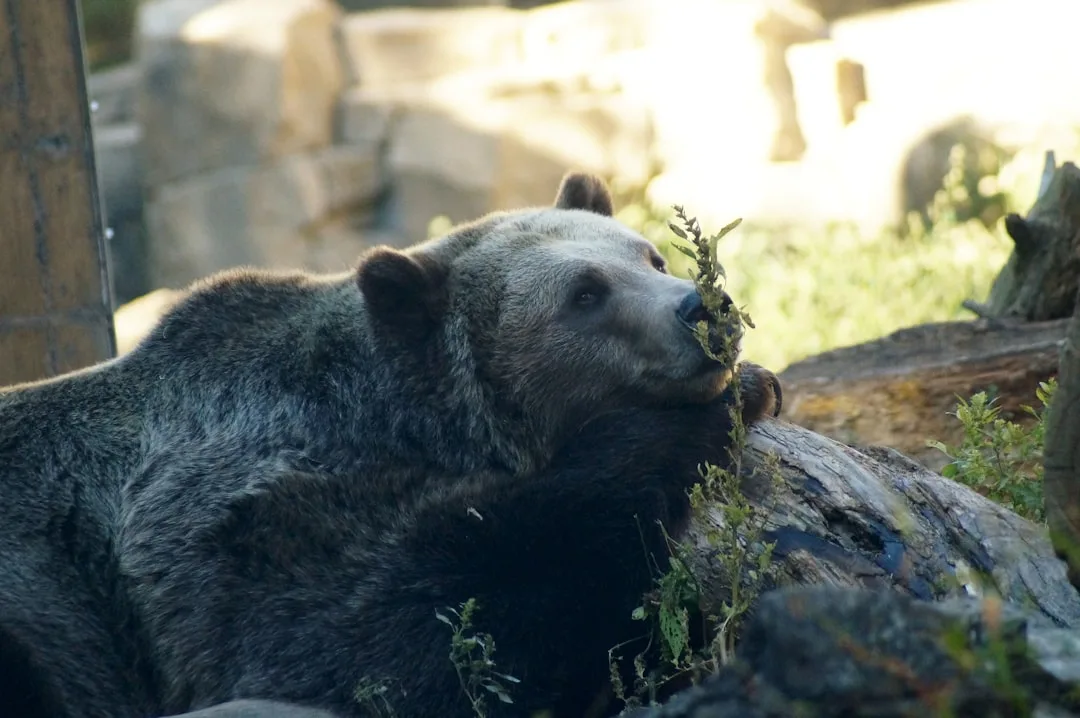 How Big Are Grizzly Bears? Size, Weight, and the Largest ...