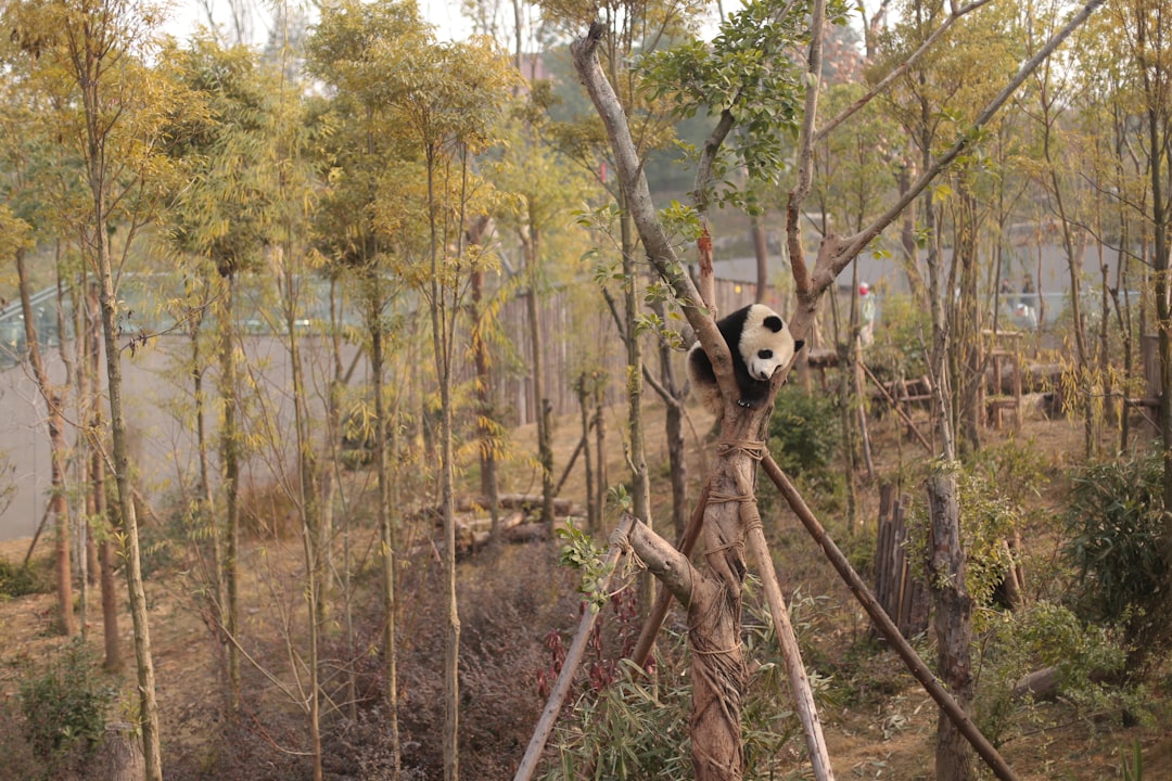 How Do Pandas Survive on Bamboo? Metabolism, Gut Microbes, and 14 Hours of Chewing