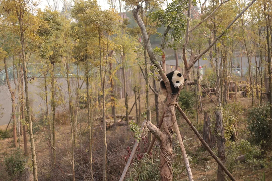 How Do Pandas Survive on Bamboo? Metabolism, Gut Microbes...
