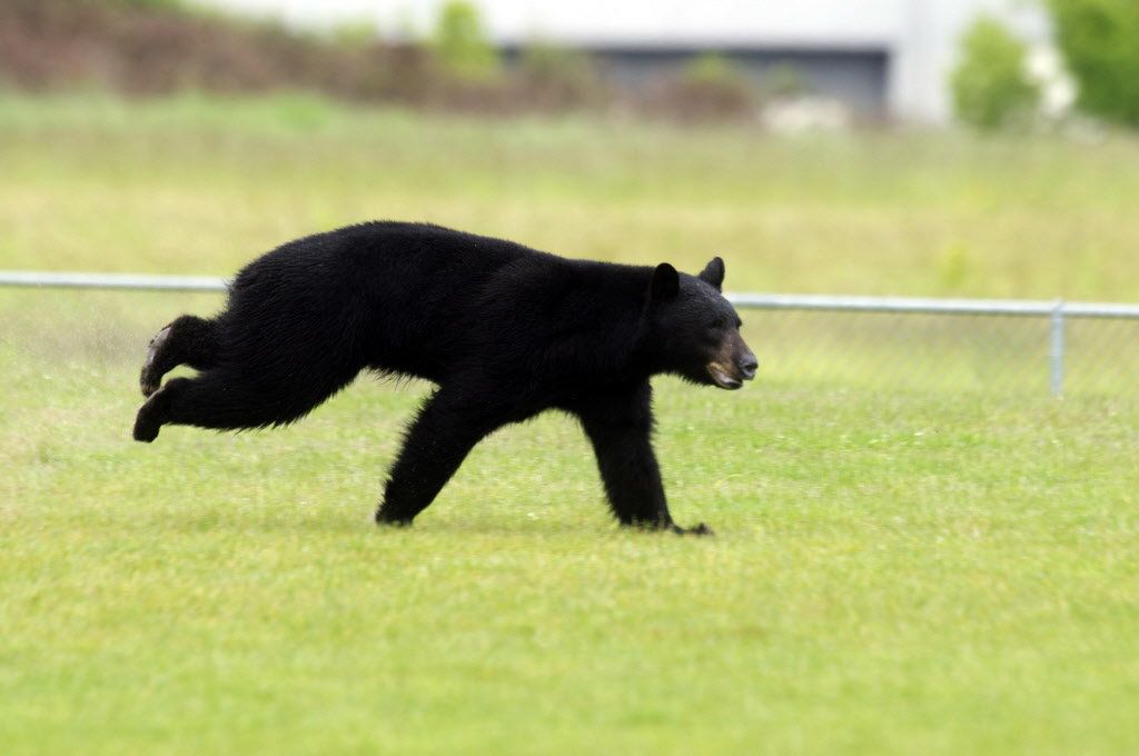 Black Bear Speed: Running and Climbing Abilities
