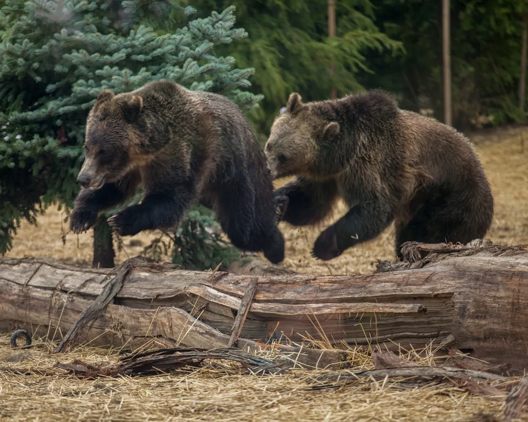 How Fast Can a Brown Bear Run? Top Speed Across Europe, R...