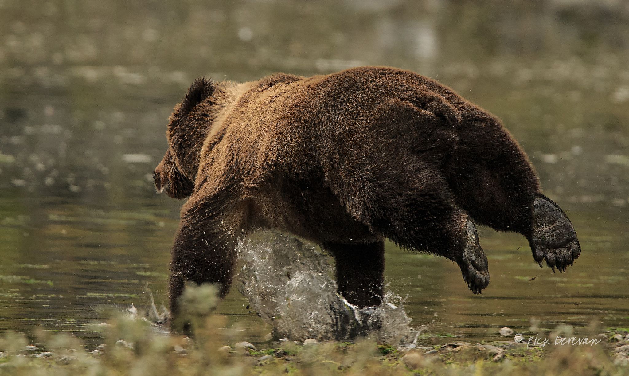 Grizzly Bear Speed: Sprinting and Movement Facts