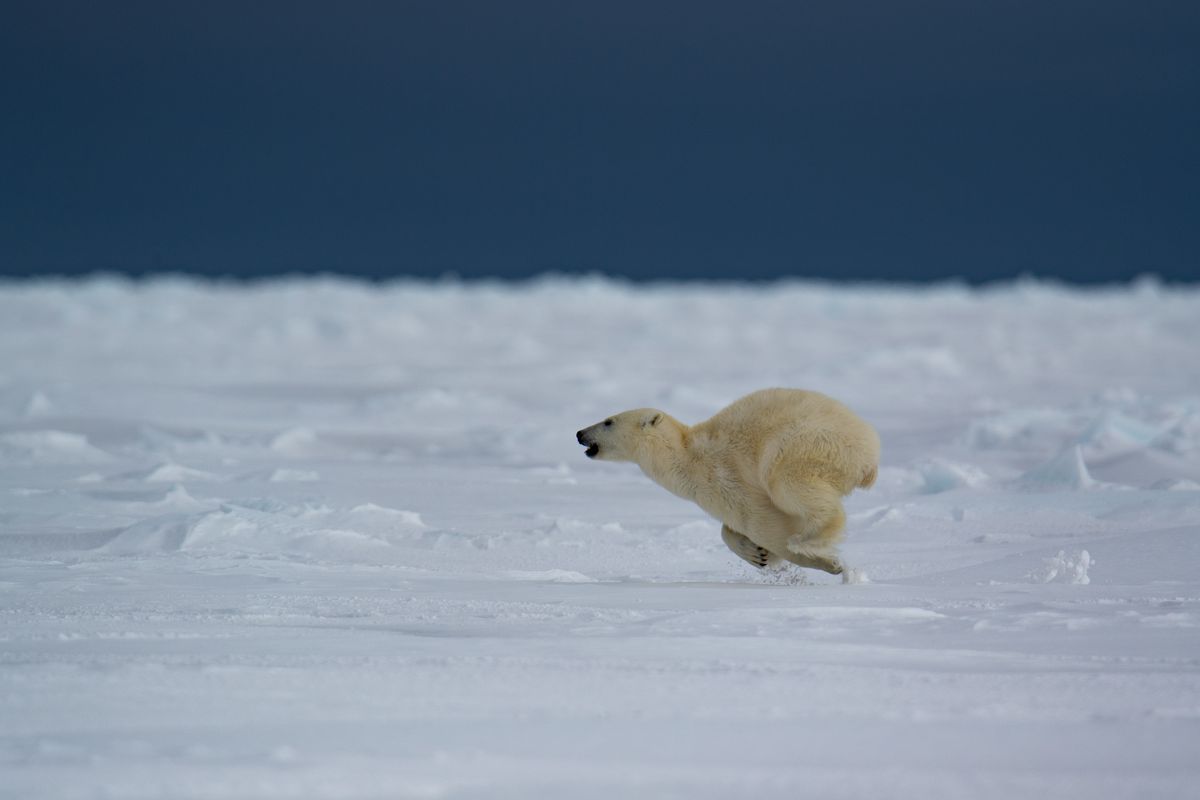 Polar Bear Running Speed: Swimming Science Revealed