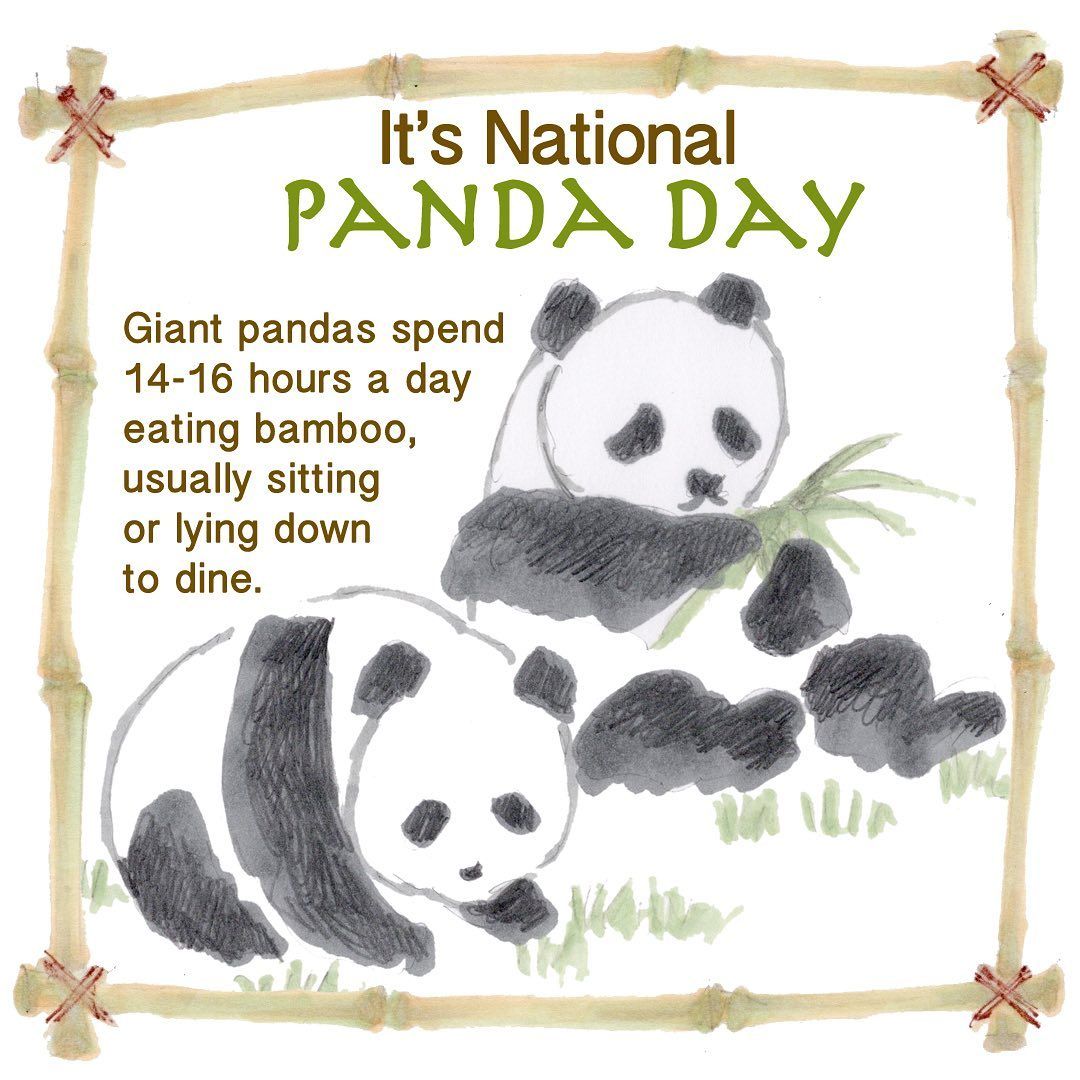 Panda Conservation: From Few to Many in the Wild
