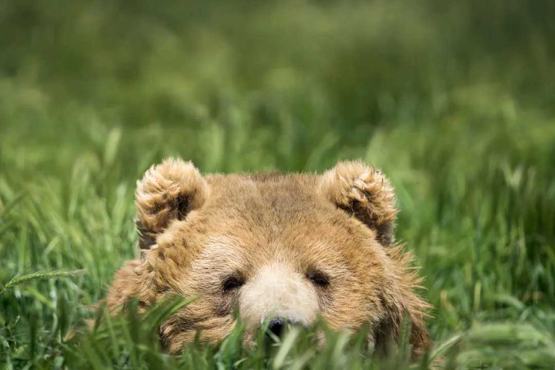 Kodiak Bear: The World's Largest Brown Bear at 600+ Kilog...