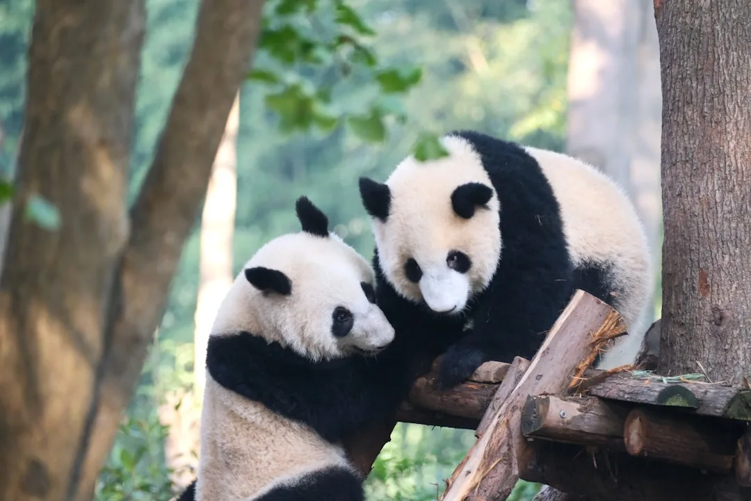 Panda Conservation: How They Came Back from 1,100 to 1,86...