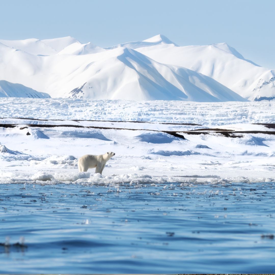 Polar Bear Habitat: Subpopulations and Locations
