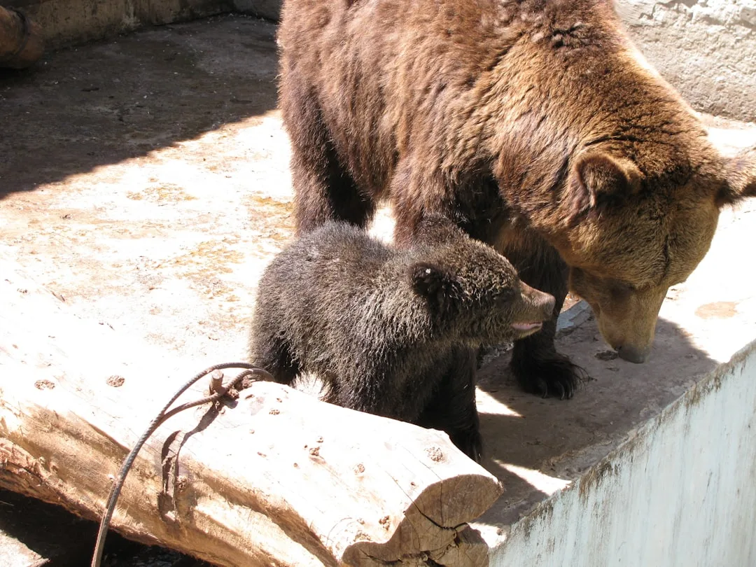 What Do Brown Bears Eat? Berries, Salmon, and the 80% Pla...