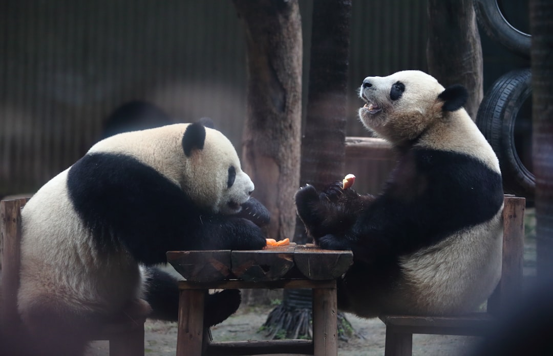 Why Do Pandas Eat Bamboo? The 4.2-Million-Year Evolutionary Paradox