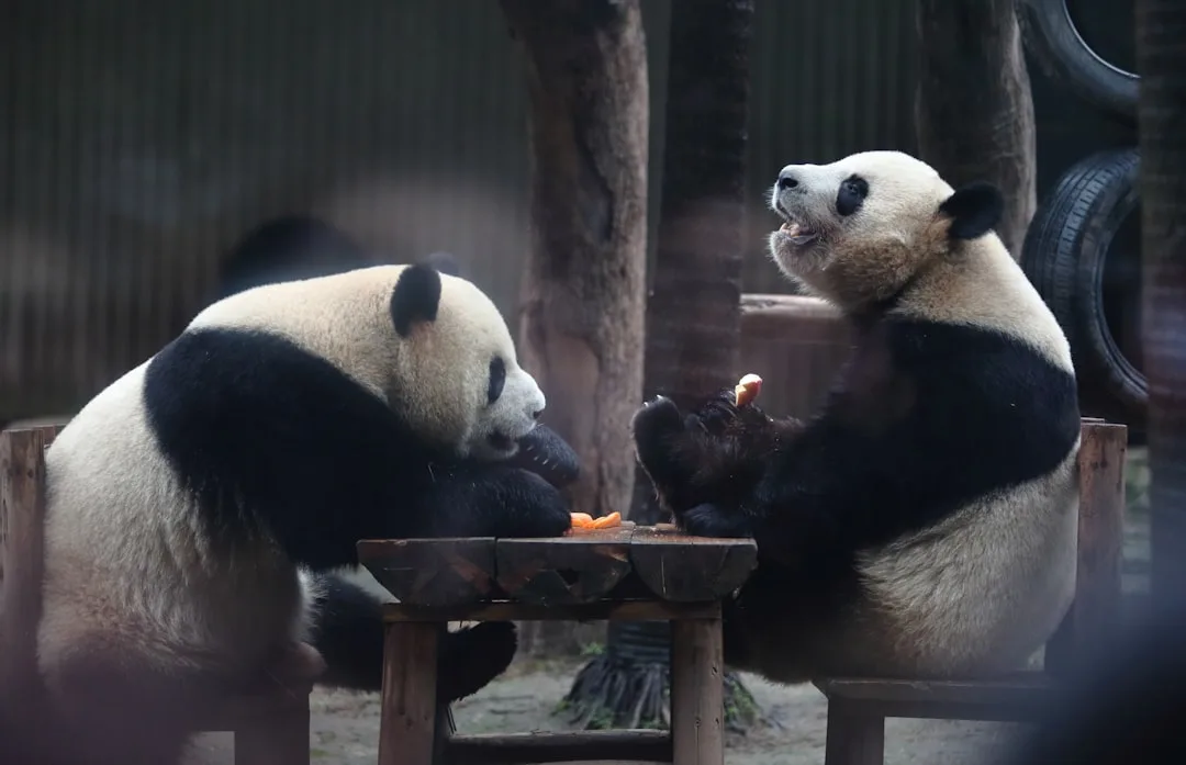Why Do Pandas Eat Bamboo? The 4.2-Million-Year Evolutiona...