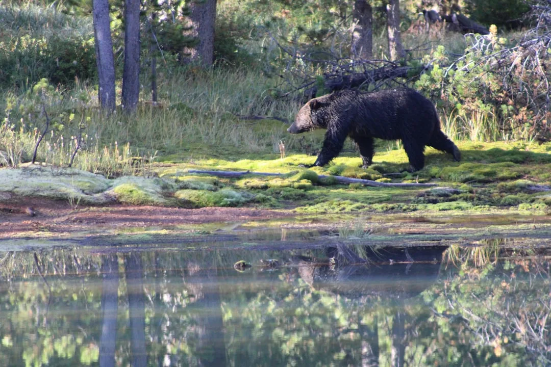 American Black Bear vs Grizzly Bear: How to Tell Them Apart