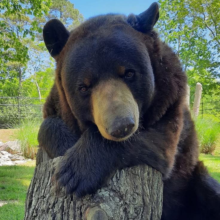 American Black Bear: A Common North American Icon