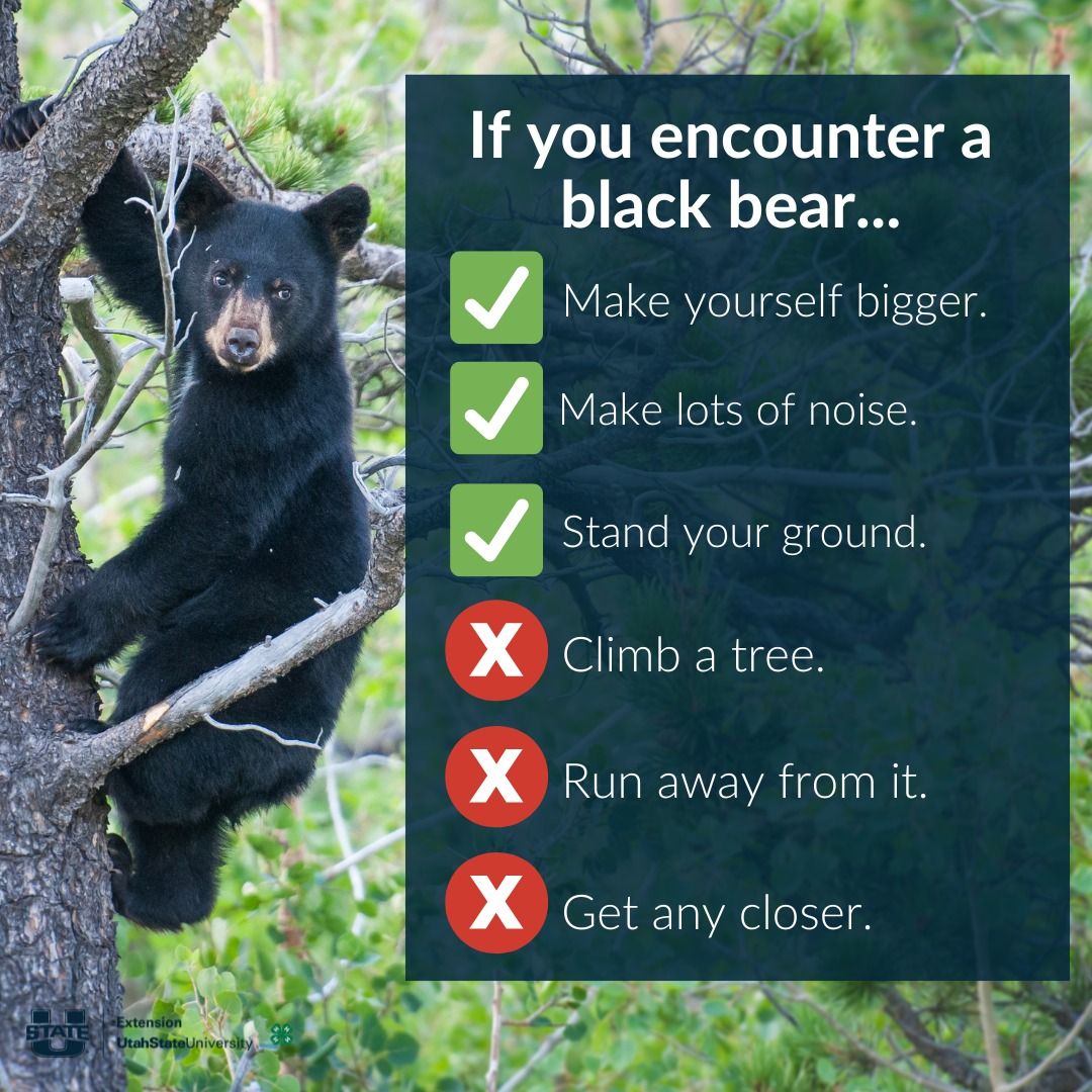 Are Black Bears a Threat to Humans? Analyzing Risks