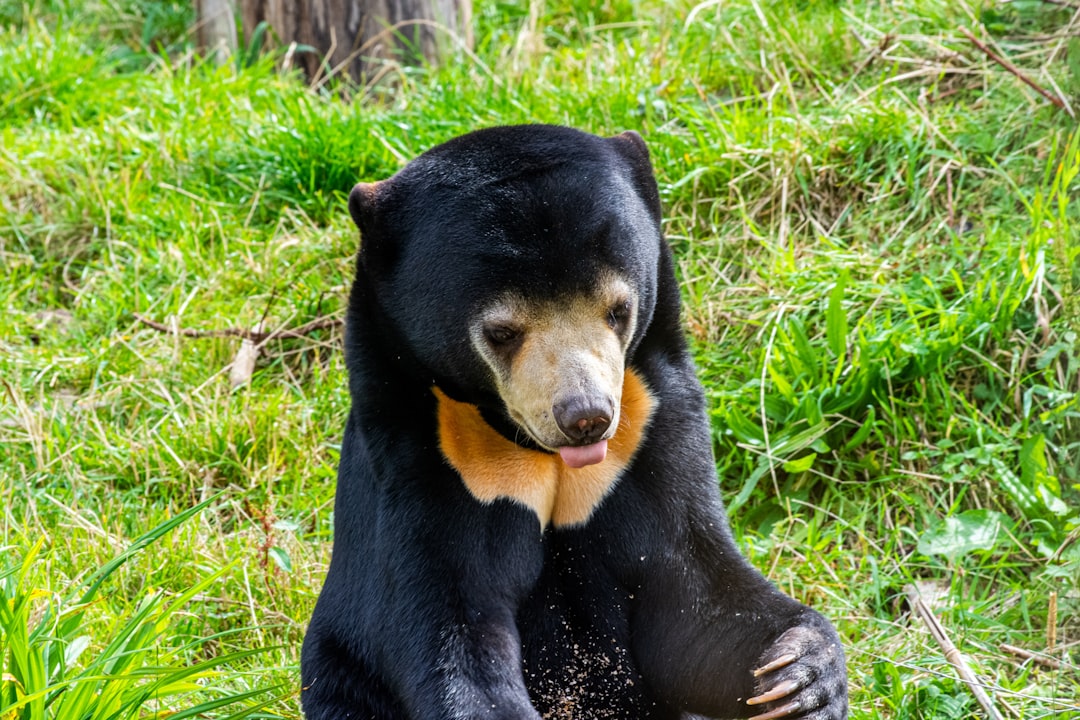 Are Sun Bears Dangerous to Humans? The Smallest Bear's Surprising Reputation
