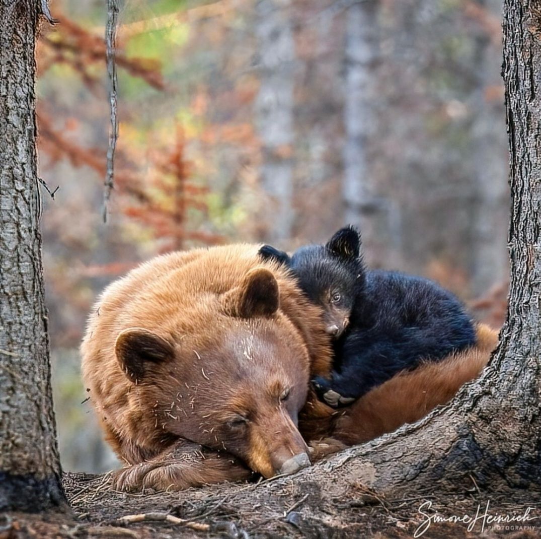 Bonding Between Black Bear Cubs and Mothers in Dens
