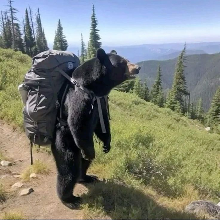 Black Bear Hibernation: Duration, Heart Rate, and Cubs