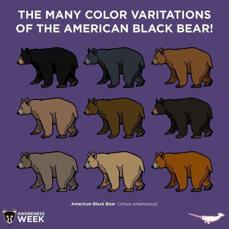 American vs Asiatic Black Bears: Key Differences Explained