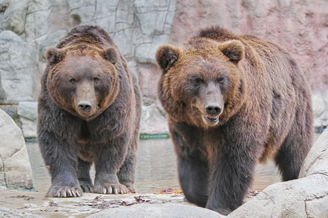 Pandas and Bamboo: Unique Diet and Chewing Duration
