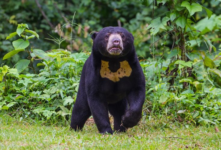Sun Bear Size: The Smallest Bear Species Explained
