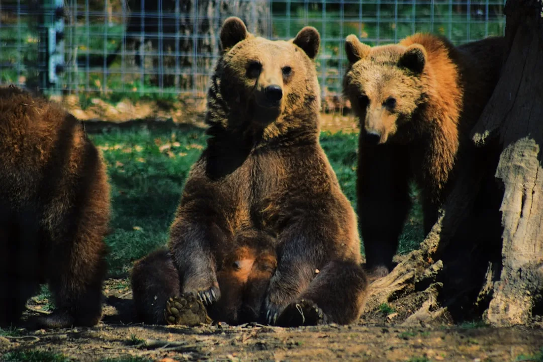 Sun Bear Size: The Smallest Bear Species Explained