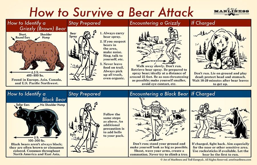 Surviving a Black Bear Attack: Essential Strategies