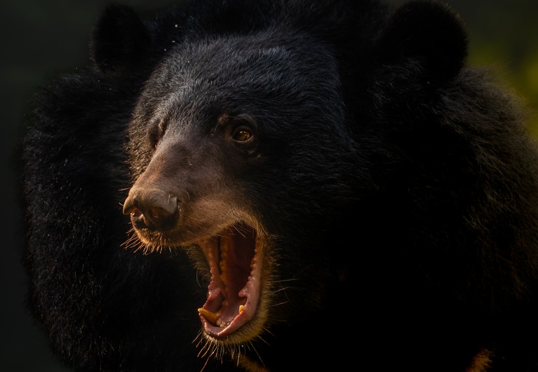 How to Survive a Black Bear Attack: Fight Back, Bear Spray, and Reading the Signs