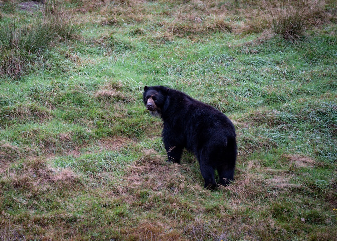 Spectacled Bear Conservation: Habitat Loss, Cattle Conflict, and the Paddington Effect