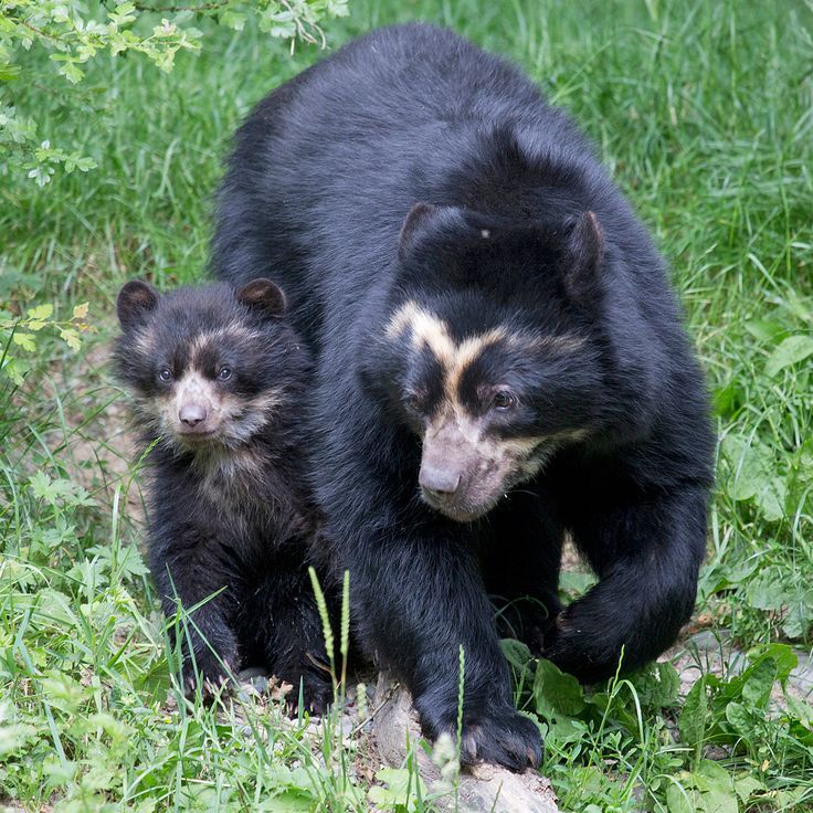 Spectacled Bear Family Life: Cubs in the Andes