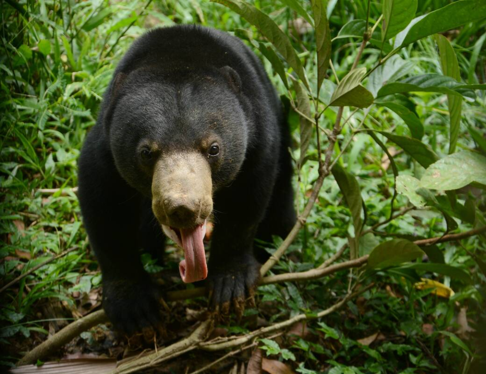 Sun Bear Conservation: Threats and Rescue Efforts