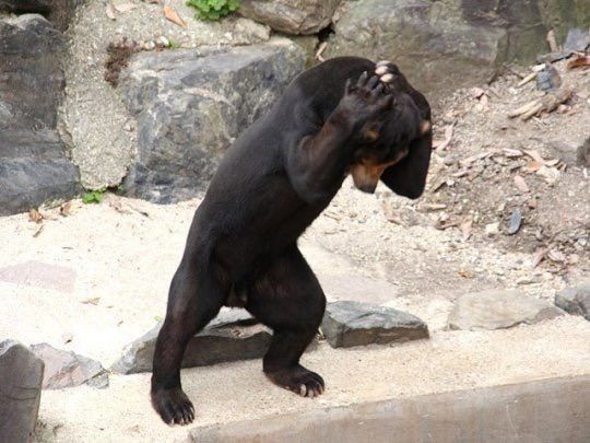 Sun Bears: Cubs, Mothers, and Their Unique Bond