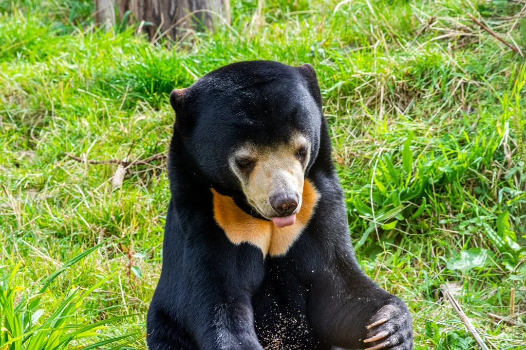 Sun Bears: Cubs, Mothers, and Their Unique Bond
