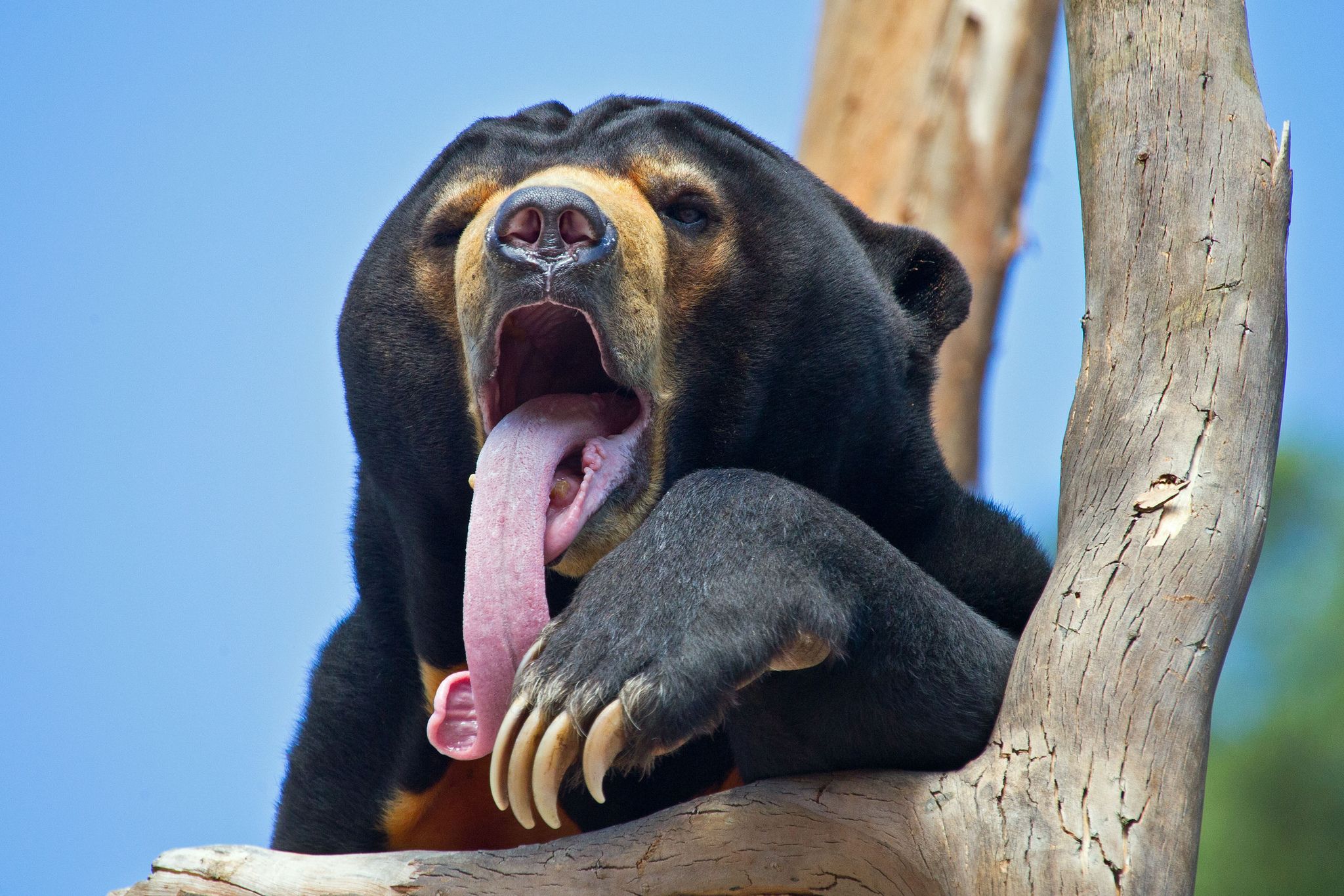 Sun Bear Tongue: A Unique Tool for Feeding