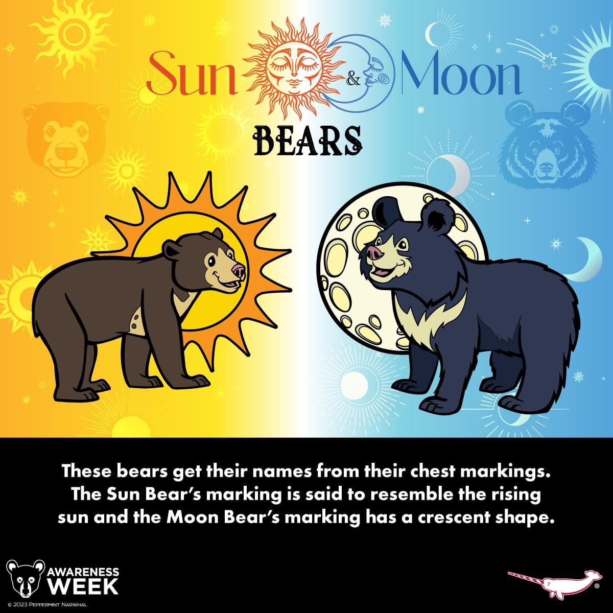 Sun Bear vs Moon Bear: Key Differences and Threats