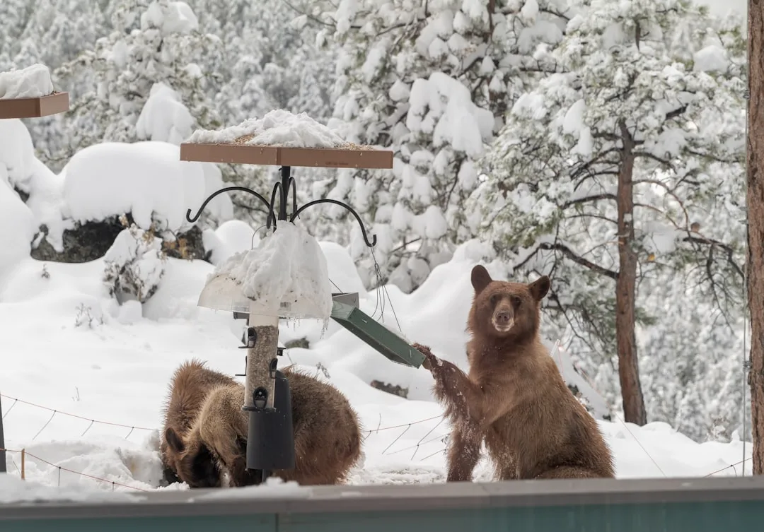 Black Bear Diet: Seasonal Eating Habits Explained