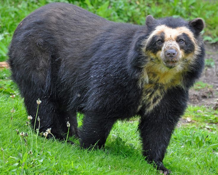 Spectacled Bears: A 95% Plant-Based Diet