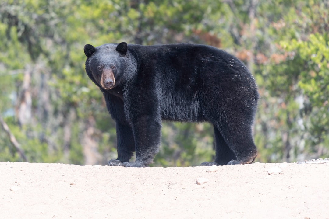 Where Do Black Bears Live? 41 States, 11 Provinces, and 700,000 Bears