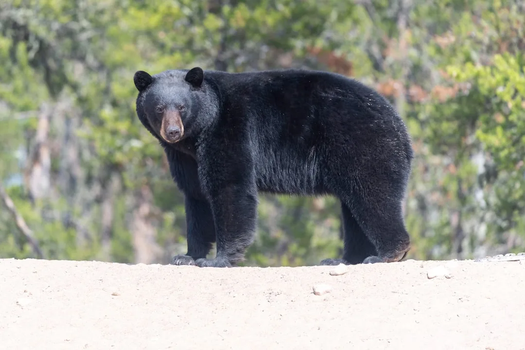 Black Bear Habitat: Ranging Across North America