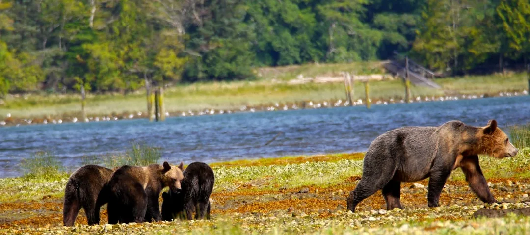 Spectacled Bear Range: Habitat Across Six Countries