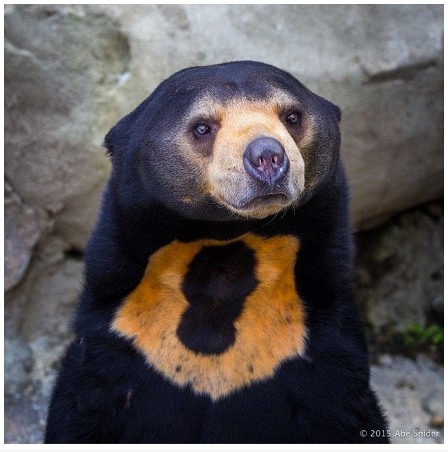 Sun Bear Chest Markings: Unique and Meaningful