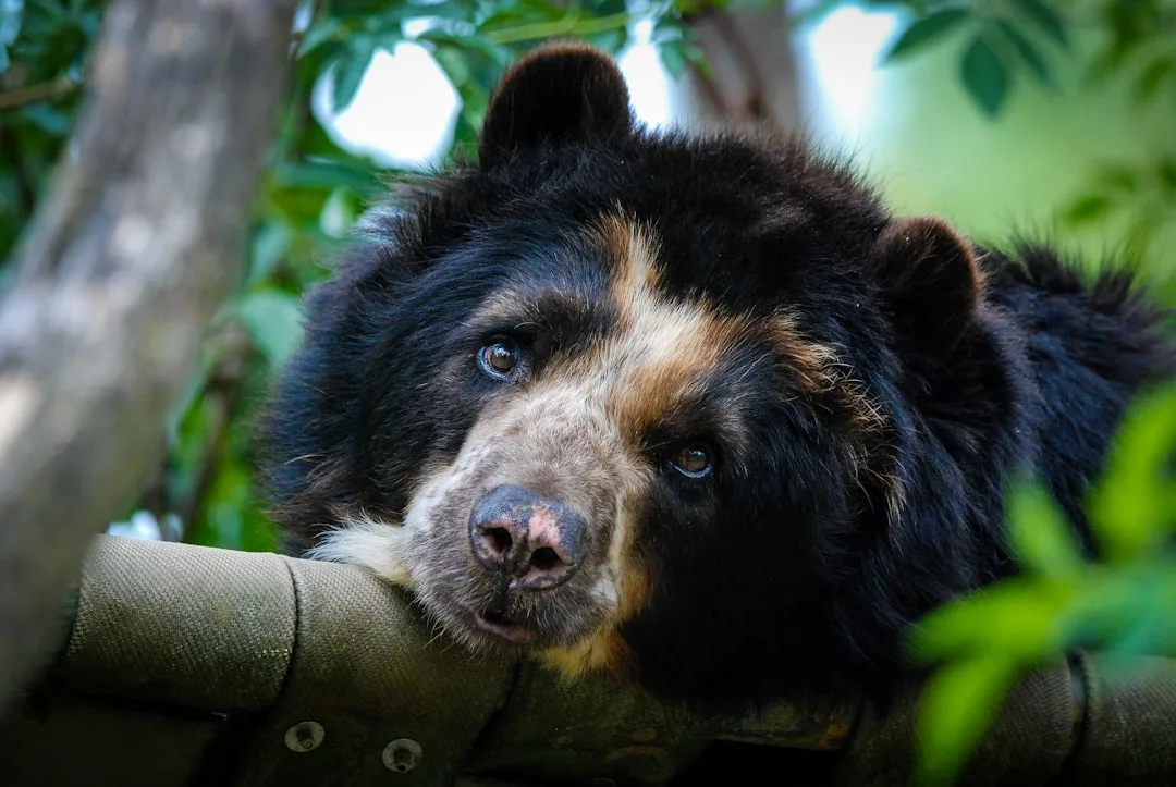 Spectacled Bear Spectacles: Unique Face Markings