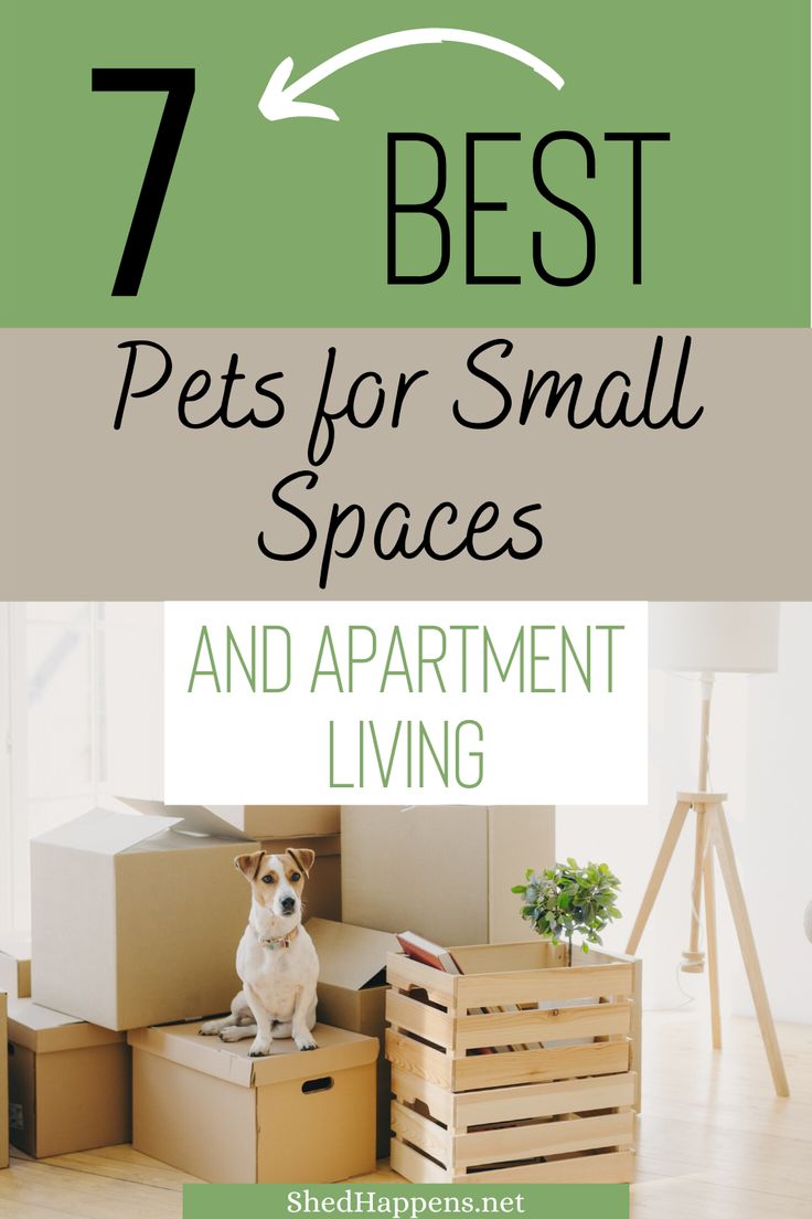 Best Dogs for Apartment Living