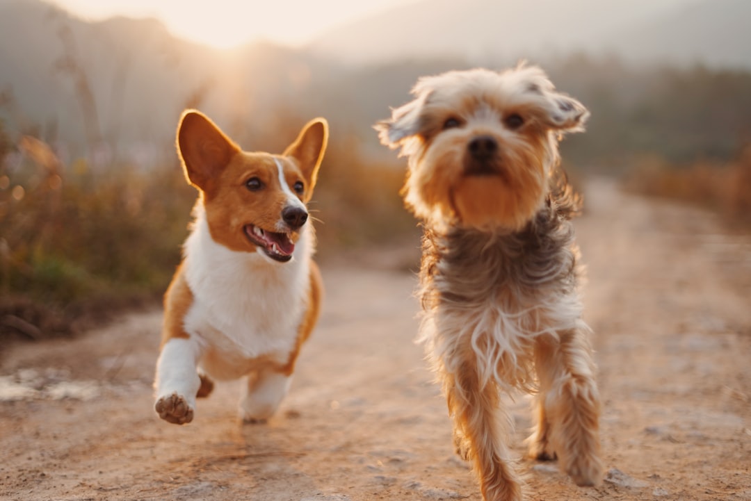 Best Dogs for Apartments: Low-Energy and Quiet Breeds That Thrive Indoors