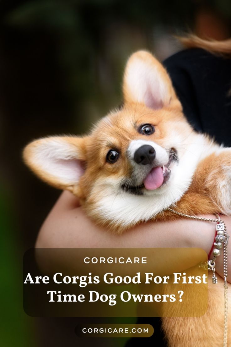 Best Dogs for First-Time Dog Owners